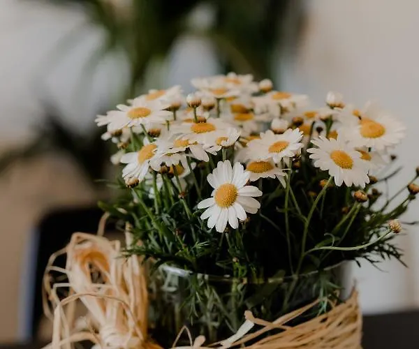 度假居 Aiora Yard 阿莫利亚尼岛