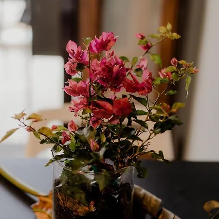 Aiora Yard Semesterbostad Amoliani